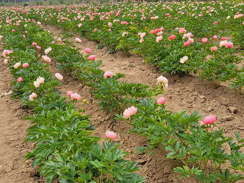 芍藥基地